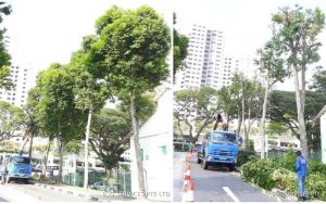 crown pruning