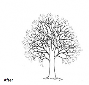 crown reduction