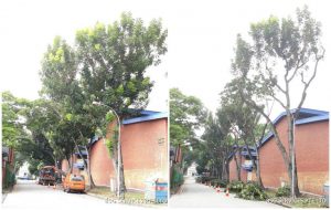 crown thinning