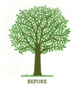 thinning crown