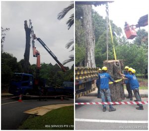 tree felling