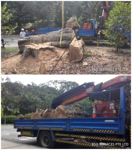 tree felling singapore