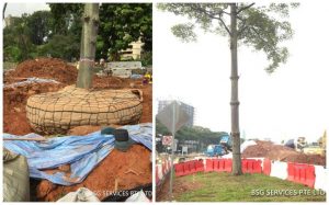 tree planting services