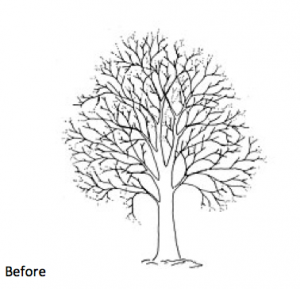 tree pruning