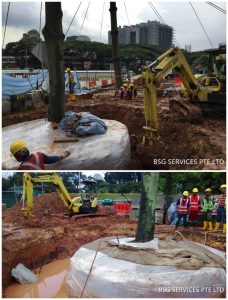 tree transplanting