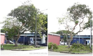 tree trimming