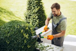 A man wearing gloves and overalls trims a round green bush with hedge shears in a garden, showcasing the skills of a landscape contractor Singapore in landscape construction.