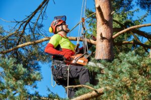 An arborist wearing safety gear uses a chainsaw and ropes to trim branches from a tall tree on a sunny day.