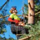 An arborist wearing safety gear uses a chainsaw and ropes to trim branches from a tall tree on a sunny day.