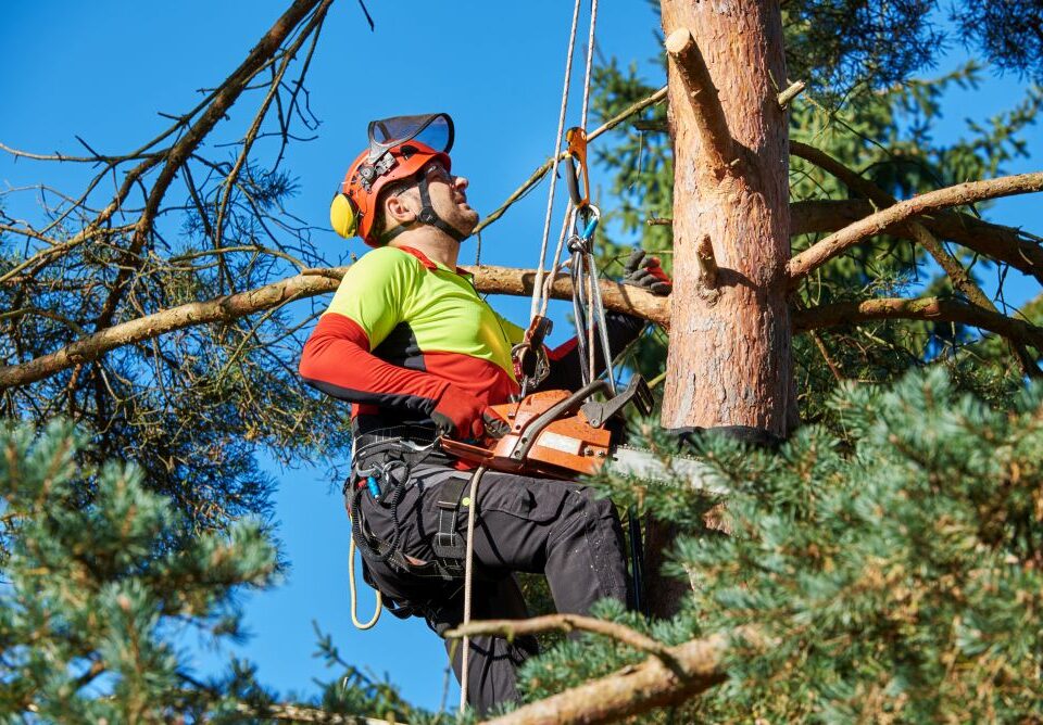 An arborist wearing safety gear uses a chainsaw and ropes to trim branches from a tall tree on a sunny day.