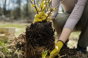 A person wearing yellow gloves plants a sapling with exposed roots in soil outdoors on a sunny day.