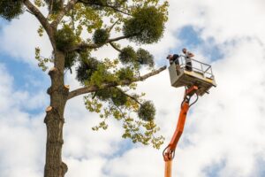 Two workers in a cherry picker trim branches from a tall tree, preparing it for tree transplanting against a partly cloudy sky.