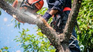 A person wearing safety gear uses a chainsaw to cut a large tree branch outdoors, with wood chips flying—essential steps before tree transplanting or tree moving can begin.